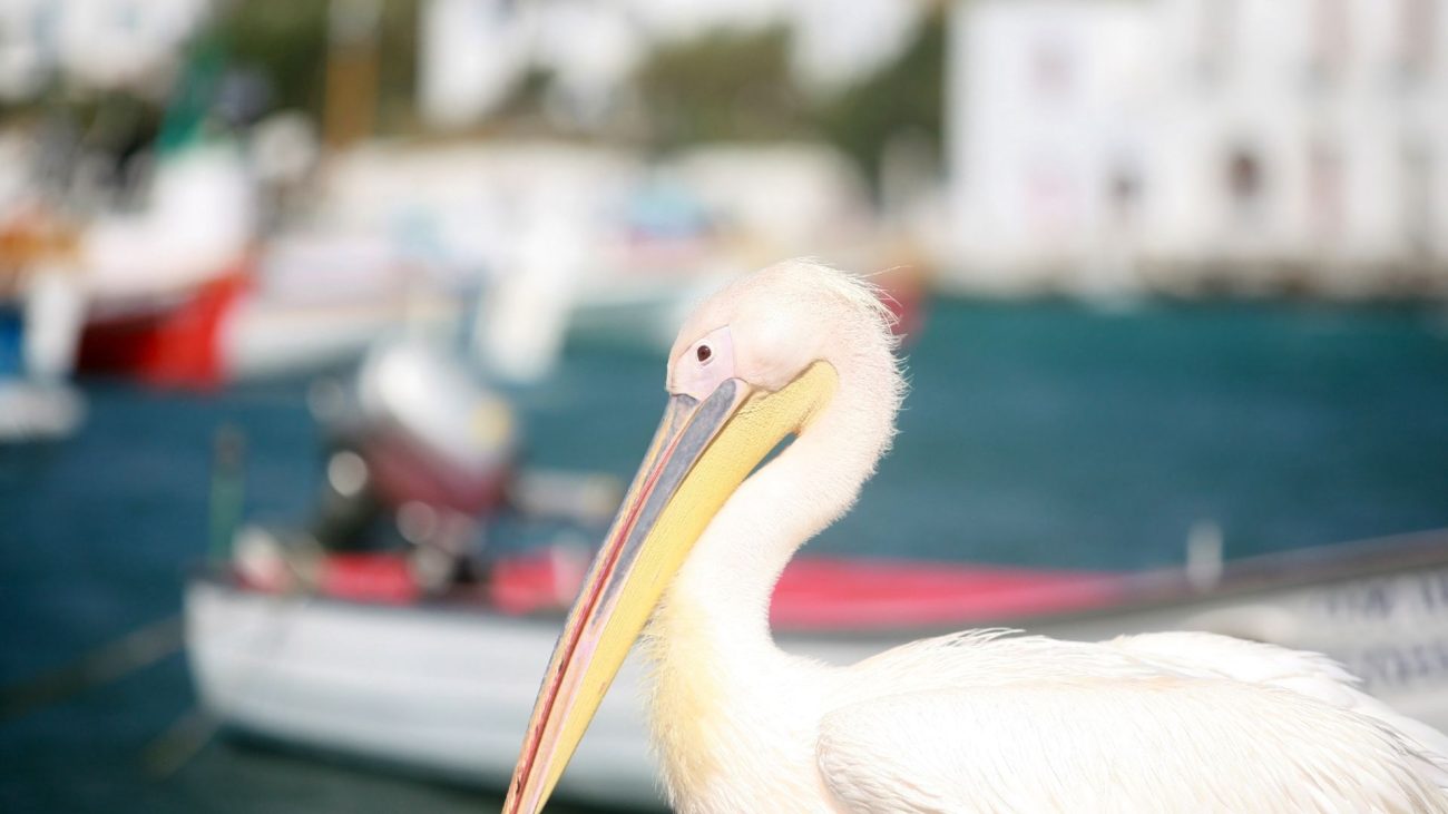 The Pelican of Mykonos