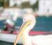 The Pelican of Mykonos